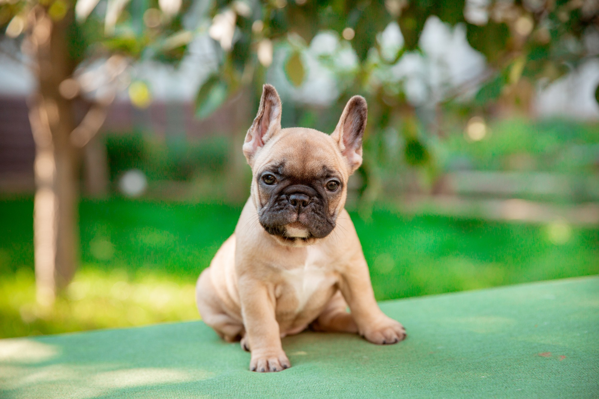 Veterinarian in Union City, GA